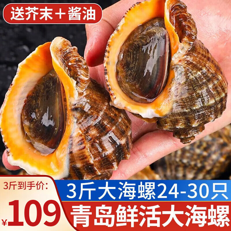 朵芙【鲜活】青岛大海螺 当天海捕 1500g净重特大海螺不包活 海鲜贝类 精选海螺24-30只 1500g