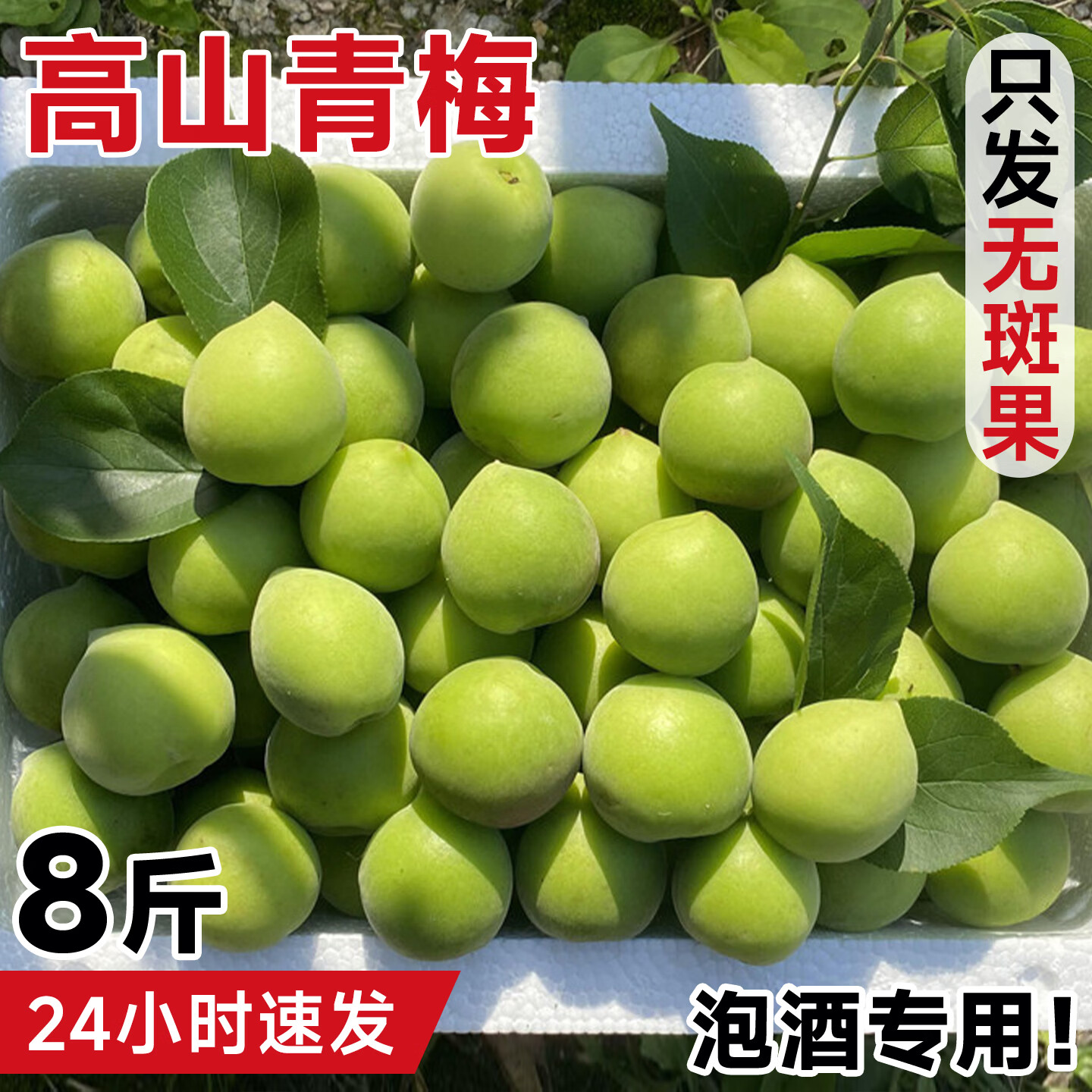 顶掌柜2026诏安青梅鲜果现摘新鲜孕妇水果当季泡酒酵素腌制脆酸梅子8斤 2斤 【老树特大果】鲜享装丨试吃