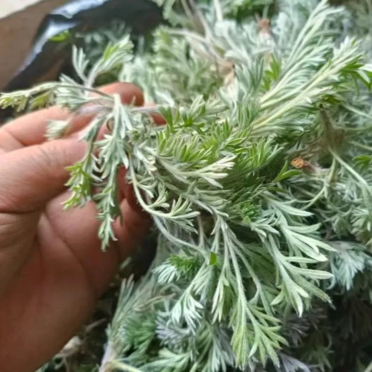 新鲜茵陈正月绵茵陈现挖新鲜正品白蒿嫩芽2026年河南农家野菜包邮 净重3斤