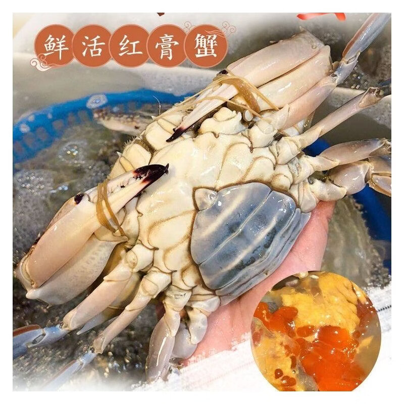 【特大蟹，到货不包活】精品舟山梭子蟹鲜活母蟹大红膏蟹新鲜海鲜 1斤左右/只（4只特大红膏蟹，到货不包活）