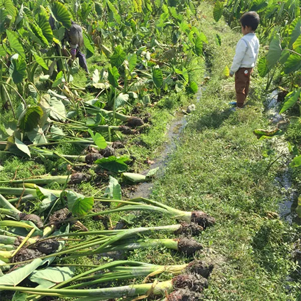 【正宗江永香芋】湖南永州特产农家新鲜芋头槟榔芋新鲜大芋头 净重9斤特大果3-5个