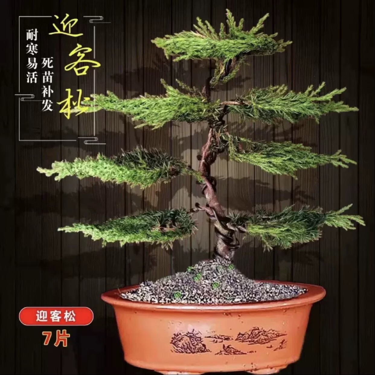 创意盆景地柏树苗迎客松造型真树盆栽手工编制室内外绿植四季常青 一手遮天+知足常乐陶瓷盆 原土球发货/送红色塑料盆