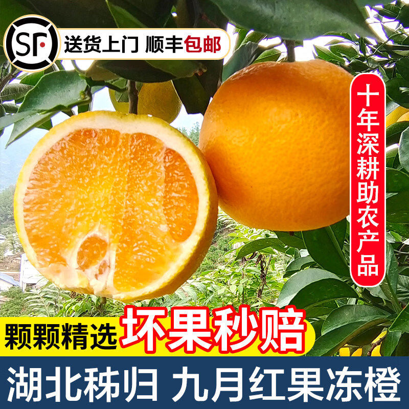 秭归脐橙宜昌九月红果冻橙子柑橘当季鲜甜橙孕妇水果9斤整箱正品保障 5斤 60mm65mm