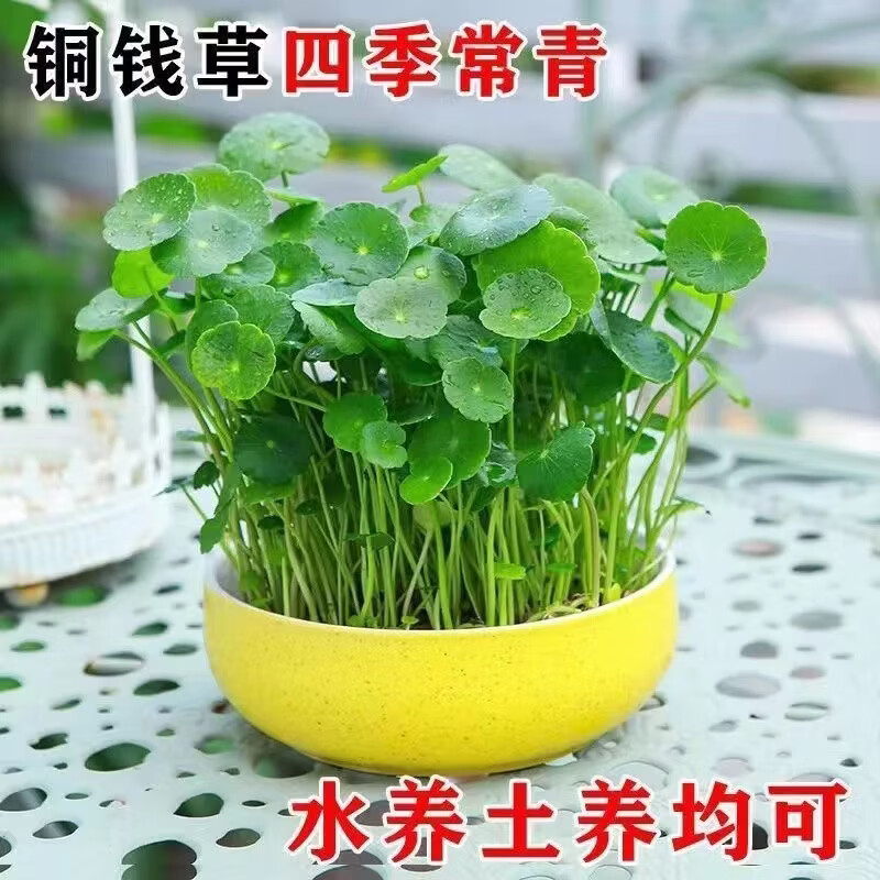 铜钱草招财水培植物办公室桌面盆栽金钱草花卉室内水养绿植吸甲醛 铜钱草【水培土培都可以】 铜钱草带土带叶251-300根+营养液