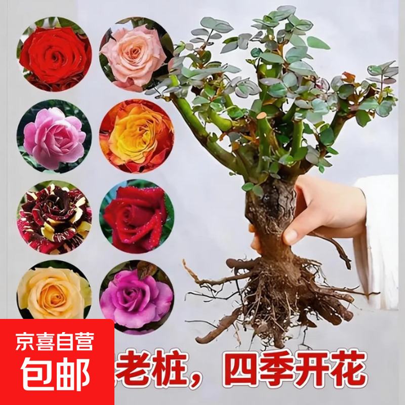 玫瑰花苗老桩花卉四季老根盆栽绿植物月季老根阳台花卉四季玫瑰花 玫瑰老桩 1颗