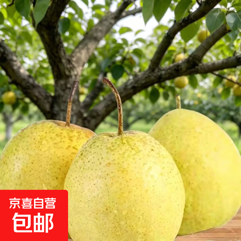 皇冠雪梨鸭梨玉露香梨 雪花梨带箱2斤净重150g