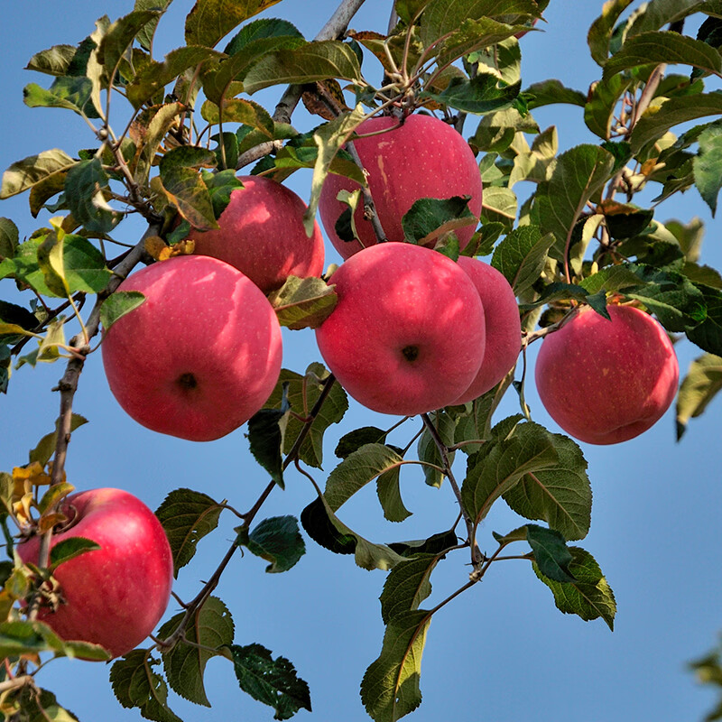 鲜农涧正宗新疆冰糖心苹果新鲜应季红富士生鲜水果丑苹果 整箱10斤 单果75-80mm 净重8.5斤+