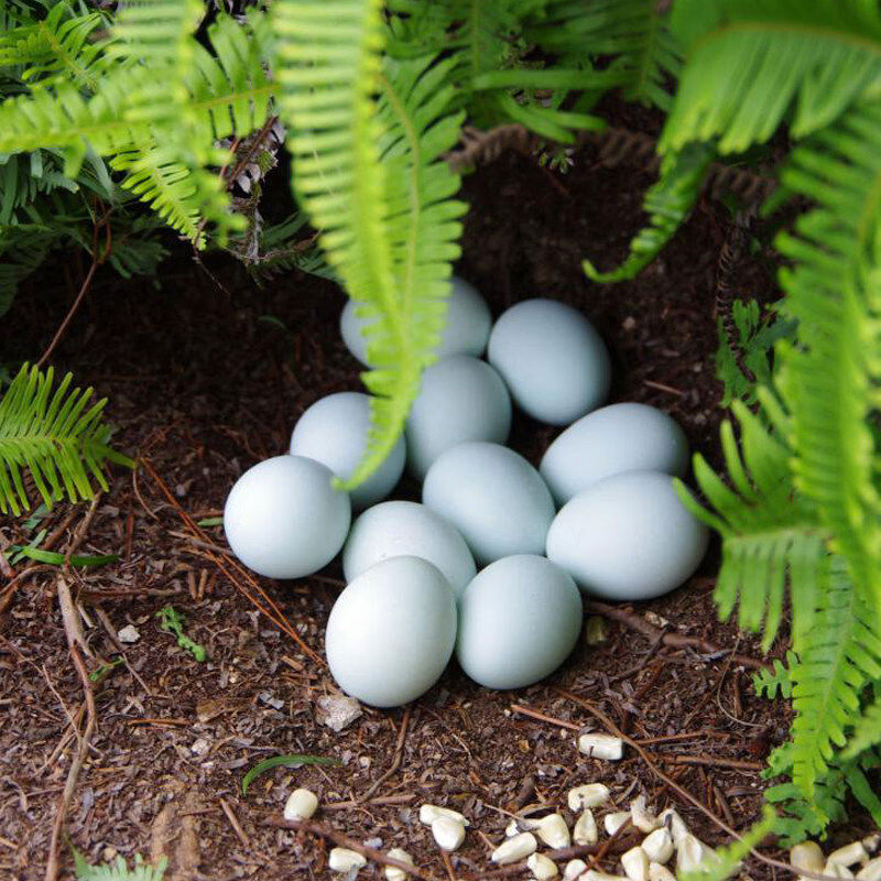 正宗山林散养全绿妇月子草鸡蛋乌鸡蛋玉喂养4050码整箱 20枚