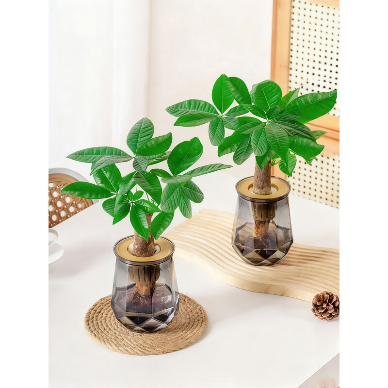 【买一送一】水培发财树懒人好养适合办公桌面客厅摆放水培植物 发财树水培套装2套 含盆