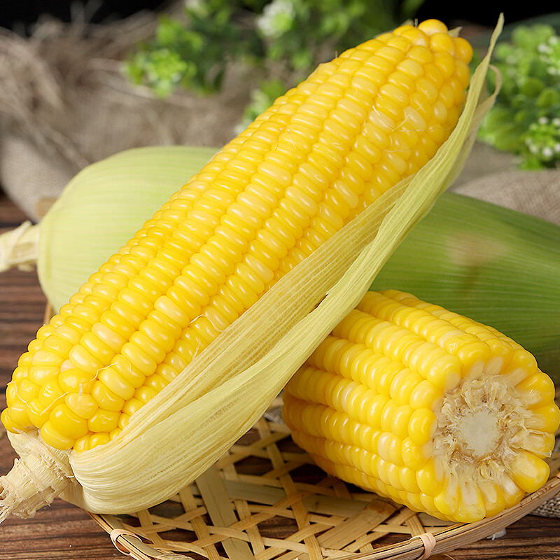 言片光云南水果玉米甜玉米新鲜采摘生玉米带壳玉米黄玉米 净重4.6+ 【约5-8根】 