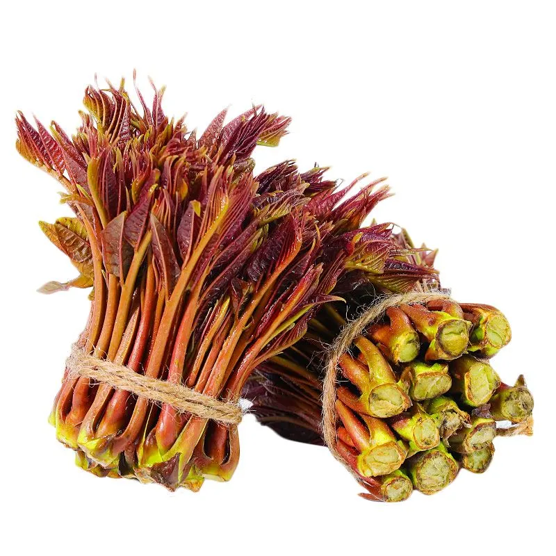 野生香椿芽嫩芽现摘新鲜头茬四川特产正宗香椿头露天春芽应季蔬菜 高效冰袋保鲜(比大棚香椿香9倍 2斤