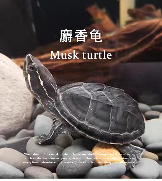 麝香龟冷水龟苗小大公母龟活体蛋龟深水龟观赏龟乌龟爬宠鱼缸混养