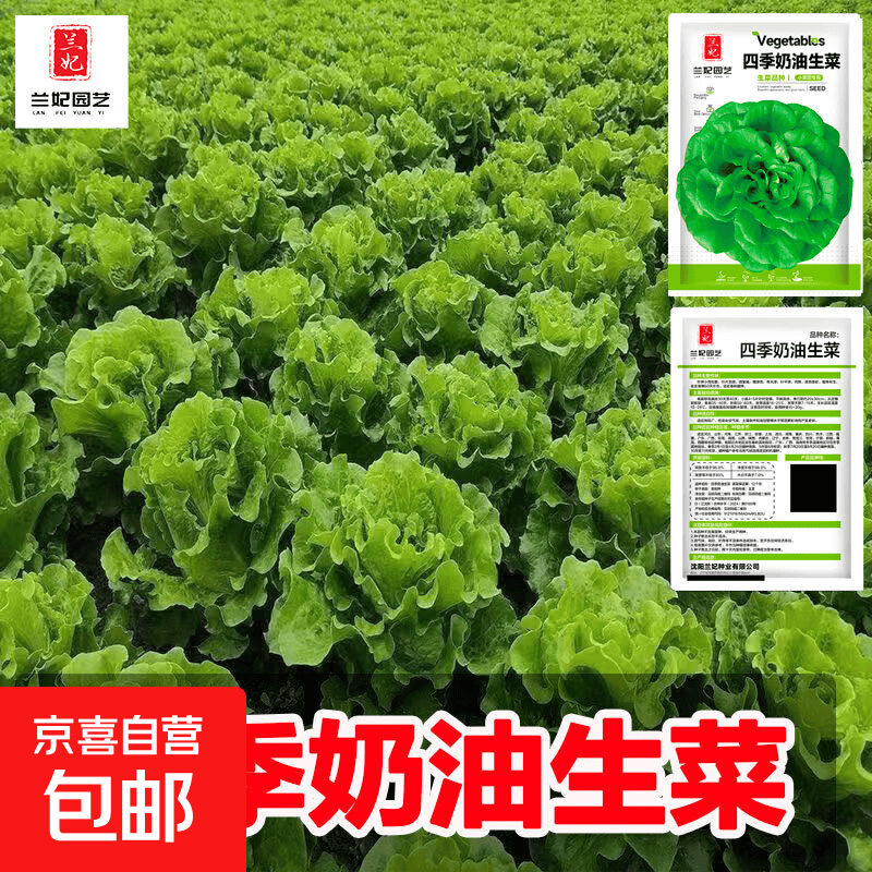 【新人专享】奶油小白菜种子四季农家庭院阳台种植高产速生抗病 四季奶油生菜（1袋约1000粒） 1袋
