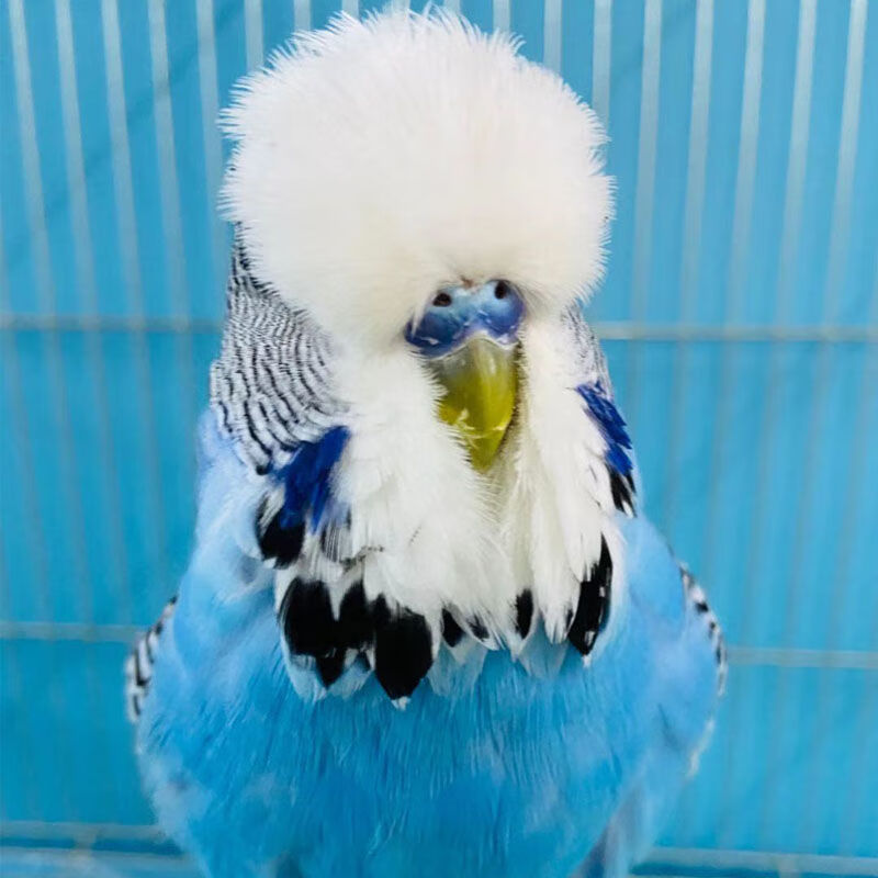 物鲜仙子欧血大体型大头虎皮蘑菇头鹦鹉活体可繁殖可教说话雏鸟稀有