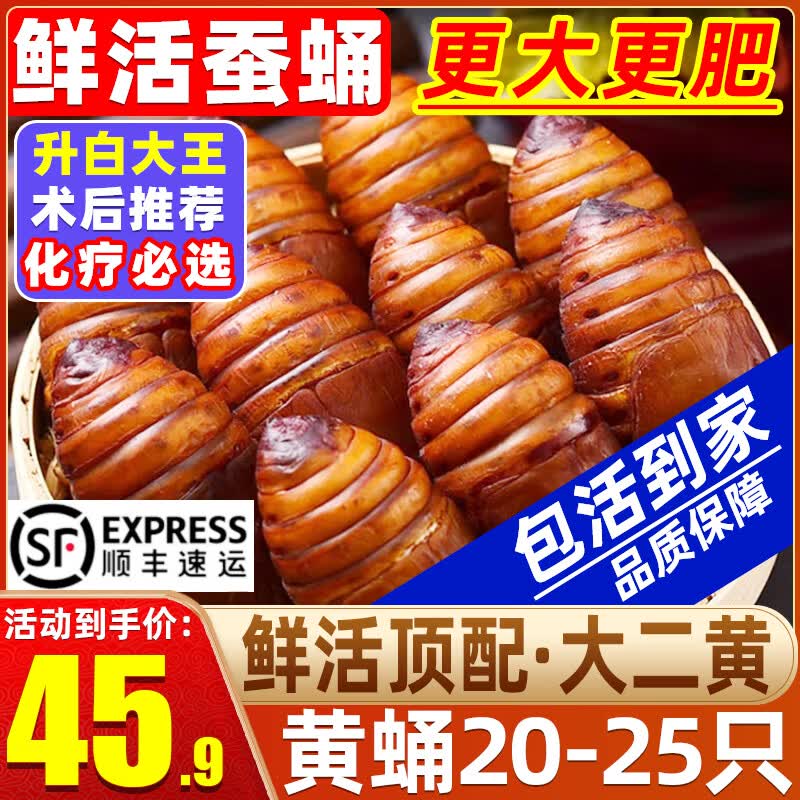 辽梦【销量20万+只】蚕蛹鲜活发货东北特产 新鲜茧蛹特级大黄蚕蛹蝉蛹 大二黄 250g【20-25只】