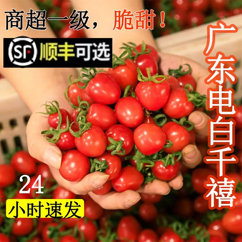广东茂名电白千禧新鲜小番茄现摘现发生吃水果孕妇樱桃小西红柿LL 3斤精选【普邮】净2.7斤