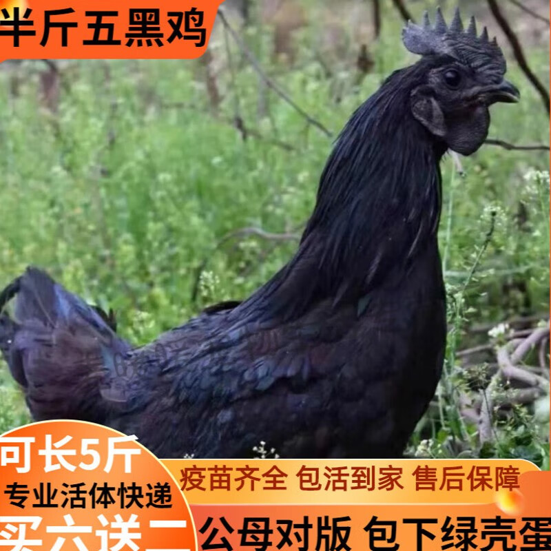 鸡苗】相关京东优惠商品排行榜(24) - 价格图片品牌优惠券- 虎窝购