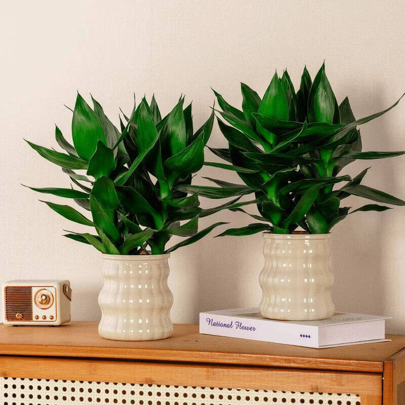 观音竹富贵竹水培植物轻奢花卉绿植办公室内盆栽四季常青好养活 富贵竹3颗【1盆】