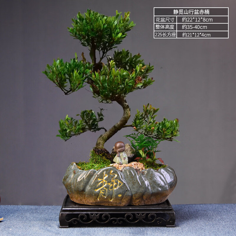 赤楠盆栽室内客厅桌面好养绿植盆景四季常青办公室装饰植物摆件 静觅山造型+长方座+4不小和尚