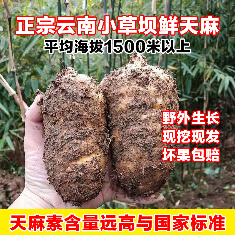 云南新鲜乌天麻【昭通小草坝】搭正宗仿野生特级冬麻泡酒养身茶饮 【麻王5斤】1-2个/斤 2500克*1箱