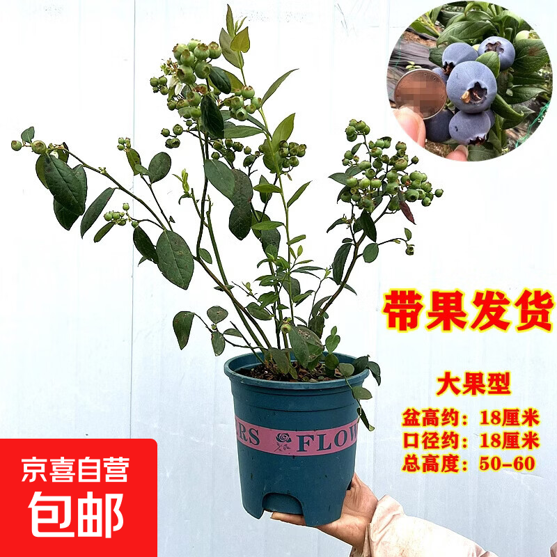 带果发货蓝莓果树苗L25大果盆栽南方北方四季种植水果树苗木 【带果发货】L25蓝莓苗【50-60CM】1颗