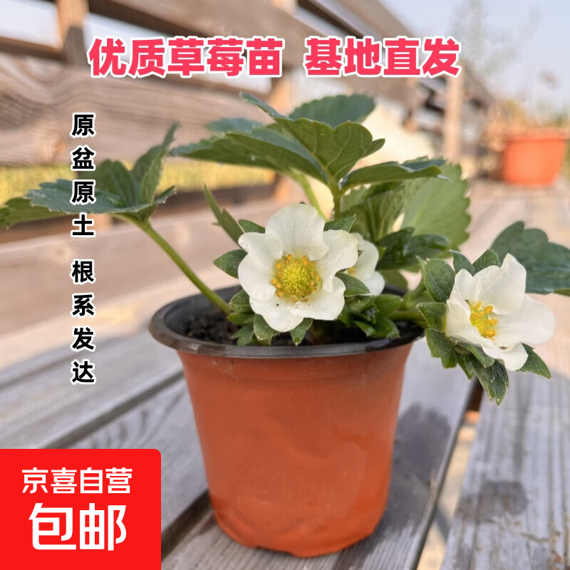 红颜草莓苗盆栽南方北方阳台水果庭院种植果树苗草莓原盆原土 红颜草莓苗+肥料 双色杯1盆【高8cm直径8cm】