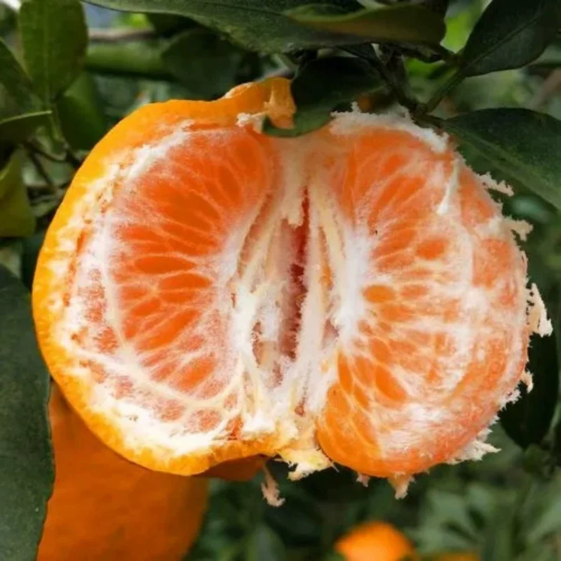 uncle lemon新鲜现摘芦柑椪柑橘子四川特产柑橘老树品种带籽应当季孕妇水果 小果(单果重量50-70g) 9斤