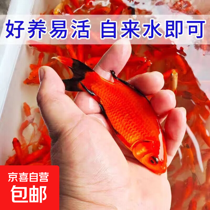 【渔场主亲自搭配】纯种日系红白三色锦鲤鱼苗大型鱼活体包邮包活 4-6cm草金一条 当地气温【低】于0度选这个【加暖宝增成活率】
