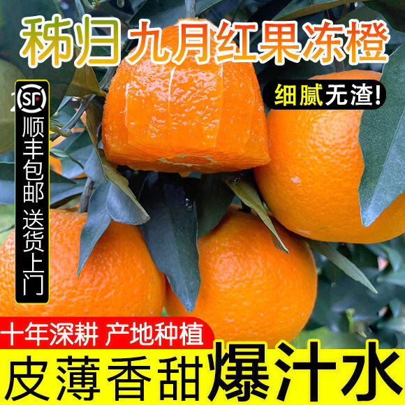 秭归脐橙宜昌九月红果冻橙子柑橘当季鲜甜橙孕妇水果9斤整箱正品保障 5斤 60mm65mm