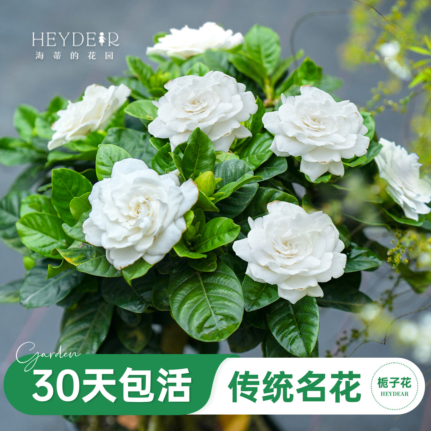 海蒂的花园旗舰店栀子花盆栽浓香型花卉盆栽室内客厅植物阳台露台庭院绿植苗 栀子花（步步高）0.5加仑盆【原盆原土】 含盆