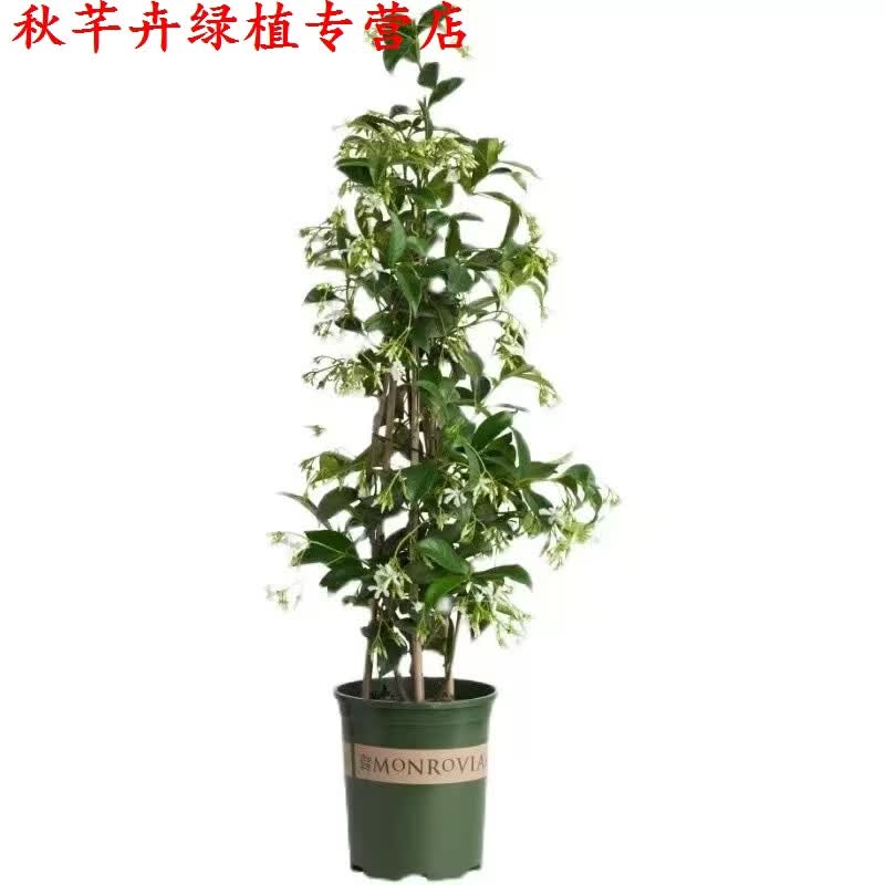 秋芊卉笔尖茉莉花盆栽室内花卉观花植物四季好养开花不断香水茉莉绿植 风车茉莉90-100CM高一颗 原土发货