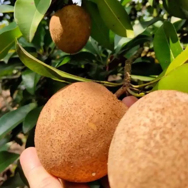 海南人心果人参果罕见水果养生圣果巨甜多汁老树现摘批发整箱包邮 精选大果 5斤