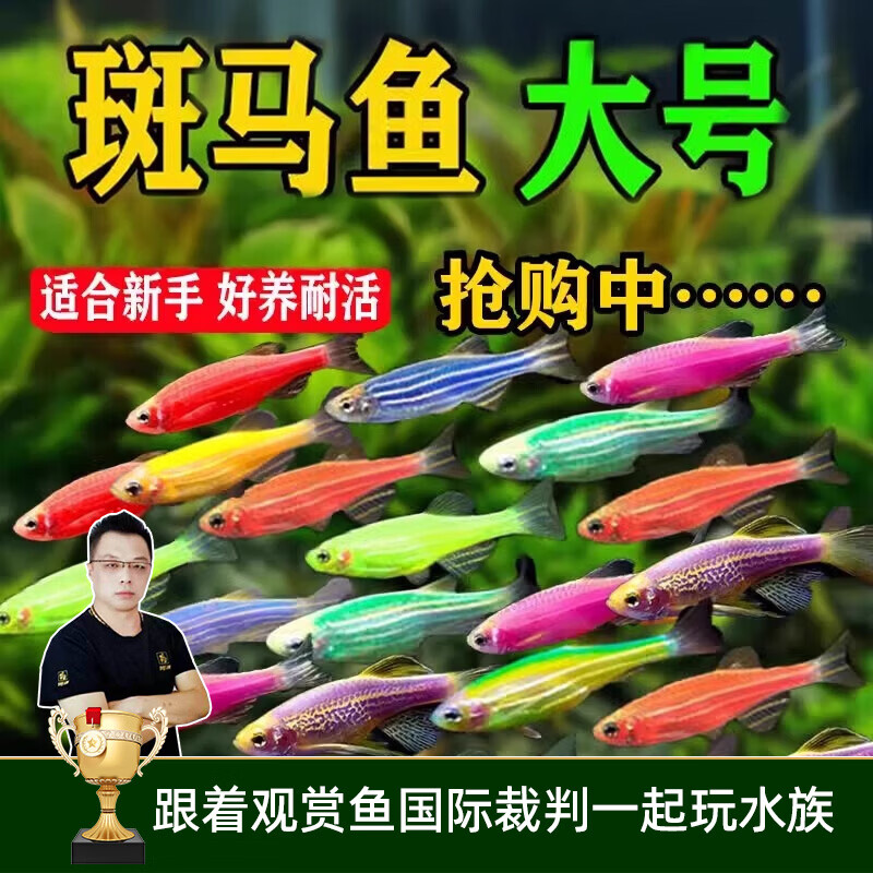 ������ �߲ʰ����� 1-3cm С������80����20������22.79Ԫ/����ʮ���㣡