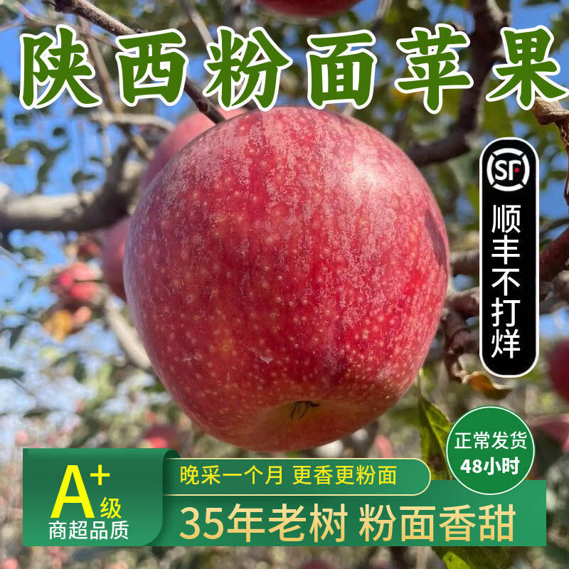 陕秦冠粉面苹果鲜老人小孩婴儿宝宝刮果泥吃喜欢吃的10斤整箱 1罐箱 75mm80mm4点55斤中果装约12个