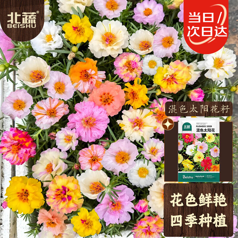 北蔬 太阳花种子重瓣混色大花四季种花卉花籽 混色太阳花种子约10万粒