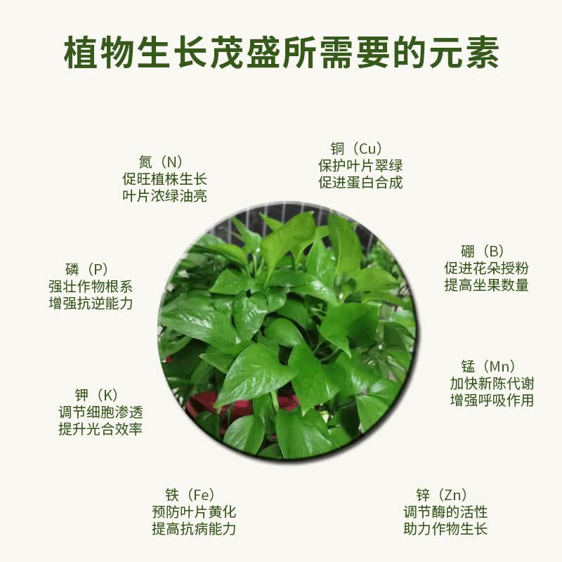 亮彩植物营养液通用+观叶 防烂根黄叶观叶通用绿植肥料盆栽液体肥 2瓶 通用型+观叶型