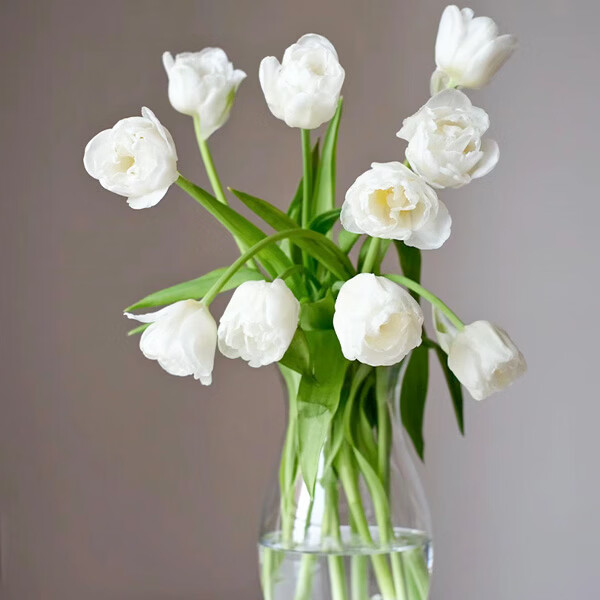重瓣郁金香白色鲜花花束花礼室内水养鲜切花插花云南基地直发 A级(10枝)