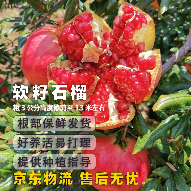 滨淇石榴树苗果树苗突尼斯软籽石榴苗南北方种植2厘米粗1棵源头直发