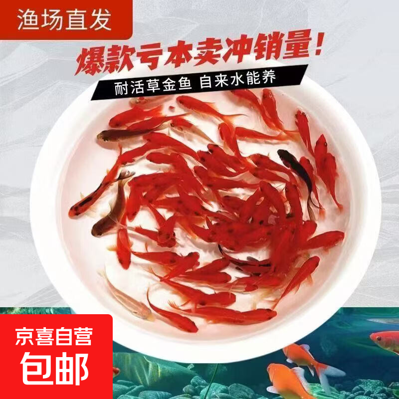 中国红冷水淡水观赏鱼锦鲤鱼活鱼金鱼小型好养红鲤鱼纯种小锦鲤 4-6CM红草金一条