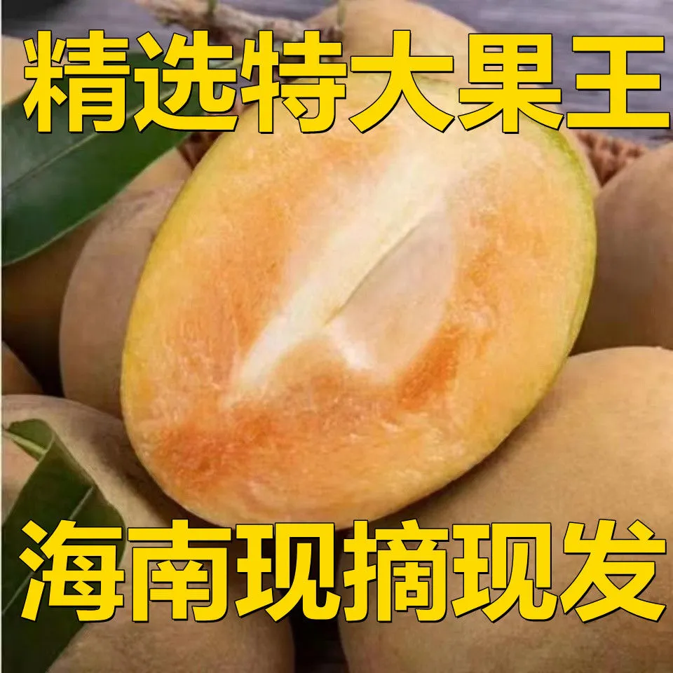 海南人心果人参果罕见水果养生圣果巨甜多汁老树现摘批发整箱包邮 精选大果 5斤