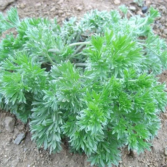 新鲜茵陈正月绵茵陈现挖新鲜正品白蒿嫩芽2026年河南农家野菜包邮 净重3斤 京东折扣/优惠券