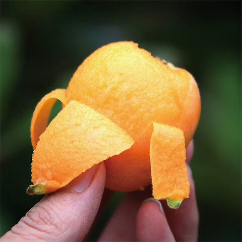 异果恋攀枝花米易枇杷大五星枇杷【JD】时令新鲜水果甜枇杷礼盒装送礼 彩箱净重1.5斤（单果30g+）