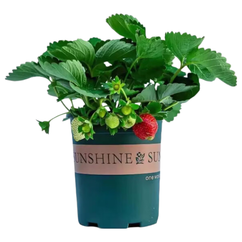 ��ϲ�� �ļ����Ͳ�ݮ�� ������ ��������+��ͬ��1�� 4.45Ԫ/������8.9Ԫ���ʣ�