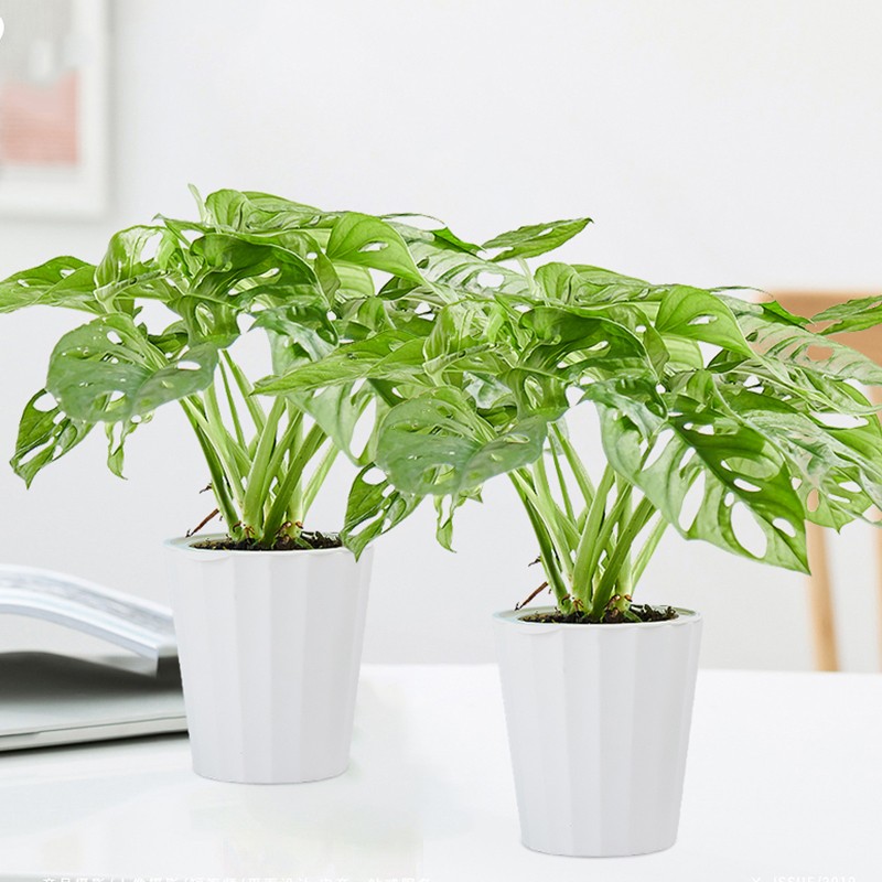 绿航绿萝龟背竹绿植室内办公室水培植物盆栽大叶花卉龟背竹竖纹盆 2盆 带盆栽好 虎窝购