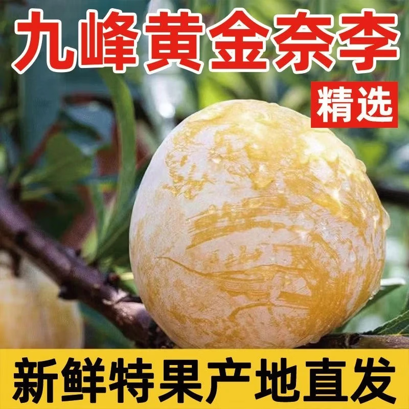 广东韶关乐昌九峰山特大黄金奈李恐龙蛋新鲜水果青红甜脆脱骨李子 中果 10斤礼盒