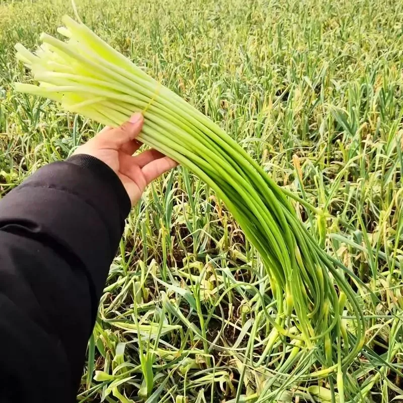 大凉山本地香蒜苔新鲜现摘嫩蒜苔农家自种白帽蒜薹苔露天蒜台蒜苗 9斤
