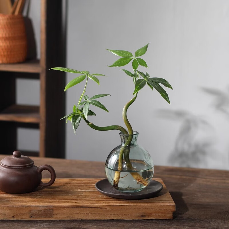 八芽发财树小盆栽花卉水培植物客厅桌面绿植室内四季招财树办公室好养 双杆发财树-小蓝瓶-含紫砂托 含盆
