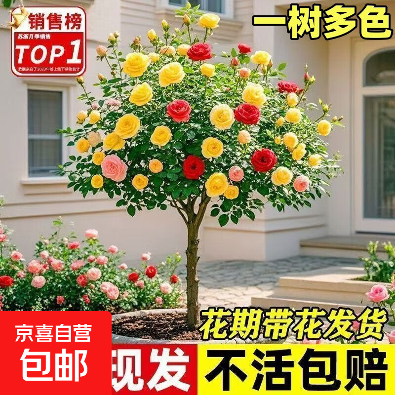 ���ڲ�������������׮�¼��������Ի����ش󻨶�ͥԺ��׮õ�廨�����ļ��ͺ� �������ػݻ�ɫ��ֱ��1.2-1.5cm 28.58Ԫ