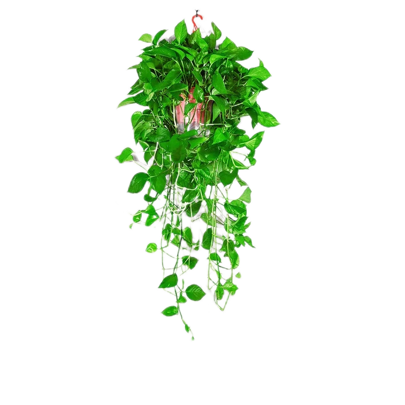 ���ڲ������������ܴ�����ֲ���ڵ�������ȩ����������ֲ����ϡ���������� �����ֱ��16���ס����ٺ�������1���ͷ��� 14.1Ԫ