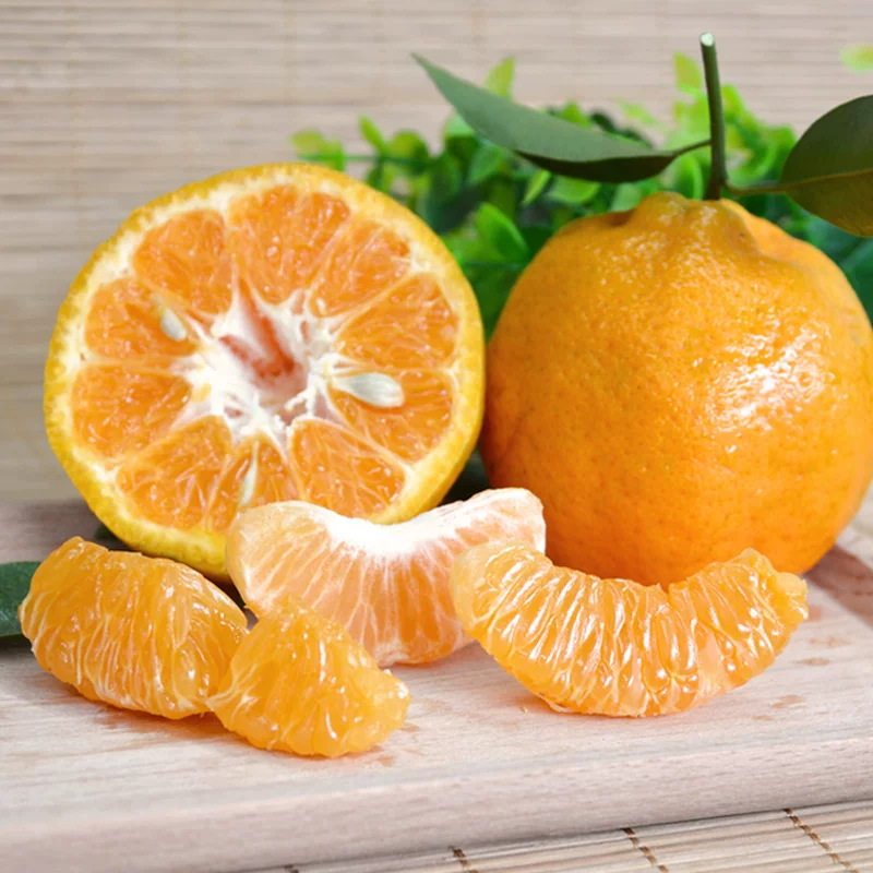 uncle lemon新鲜现摘芦柑椪柑橘子四川特产柑橘老树品种带籽应当季孕妇水果 大果（单果重量90g-100g） 9斤